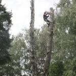 Спилить дерево в Домодедово