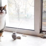 Фото №4 Ласковая трехцветная кошка Триша ищет добрую семью!