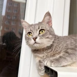 Фото №2 Молоденькая кошечка Клео в добрые руки