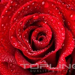 Фото №44 Натяжные потолки. 