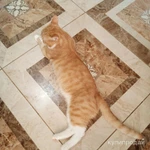 Фото №4 кот "Маркиз", 3 года