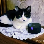 фото котенок 6 мес. мальчик