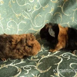 Фото №11 МОРСКИЕ СВИНКИ-разные породы