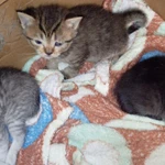 Фото №3 Котята