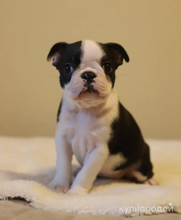 Фото Бостон терьер щеночки