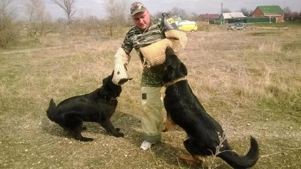 Фото Дрессировка собак