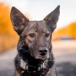 Спокойный утончённый Джай из приюта в добрые руки