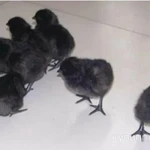 фото Цыплята ухейлюй, шелковые