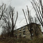 Фото №3 Спил деревьев