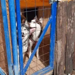 Фото №7 Kindergarten_for_dogs 
