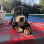 Фото №6 Большой Швейцарский Зенненхунд