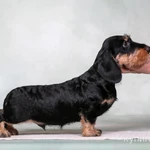 Фото №9 Такса жесткошерстная стандартная - "Из Ново-Переделкино"