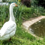 Фото №3 Домашние Яйца Мясо Утка Курица Кролик