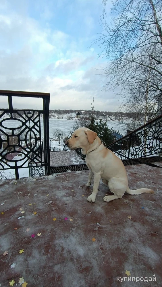 Фото Вязка бесплатно