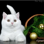 фото Белый шотландский кот прямоухий купить