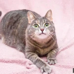 Фото №5 Варя - не кошка, а мечта. В добрые руки