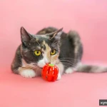 Фото №2 Трехцветная Мася