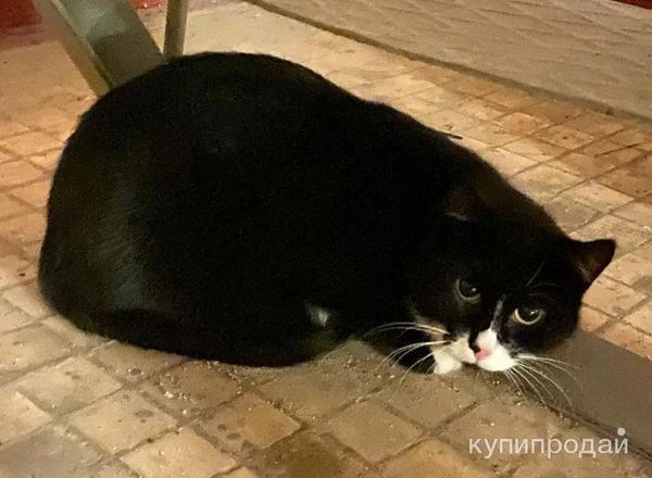 Фото Подарите милому котику шанс на счастливую жизнь