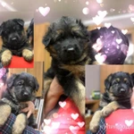 Фото №2 Щенки немецкой овчарки