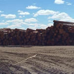 фото Продается круглый лес сосна и лиственница