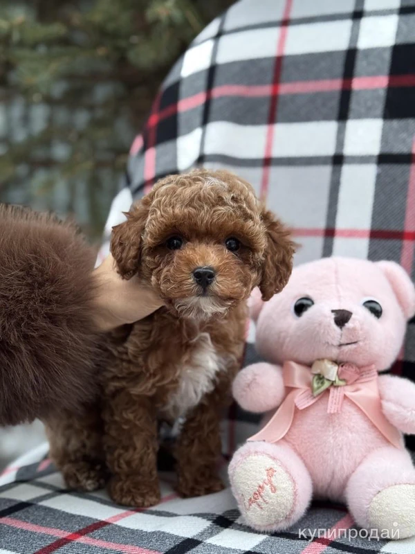 Тедди щенки пуделя