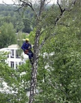 фото Вырубка деревьев кустарников Спил Кронирование