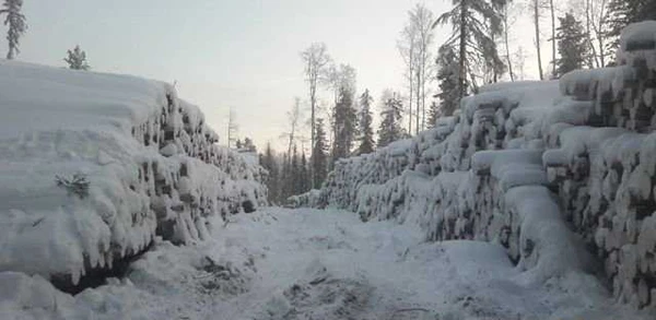 Фото Лес Кругляк Сибирский Кедр, Сосна,Лиственница