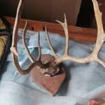 Фото №2 Рога оленя.