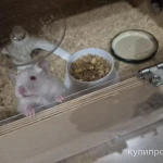 Фото №5 Сирийские хомяки