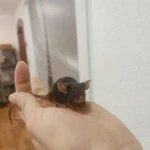 Фото №6 Сатиновые мышки