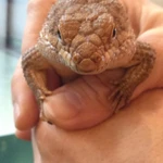 Фото №3 Шипохвостый сцинк Пилбара