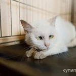 Фото №3 Кошечка-булочка ищет семью