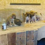 Фото №5 Kindergarten_for_dogs 