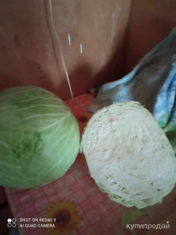 Фото Продам капусту