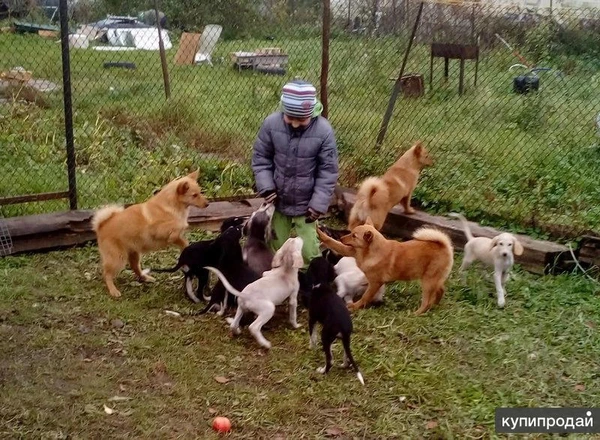 Фото Вязка собак, инструктор по СПб. и Л. О