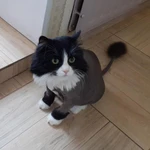 Фото №4 Стрижка кошек и котов на дому.