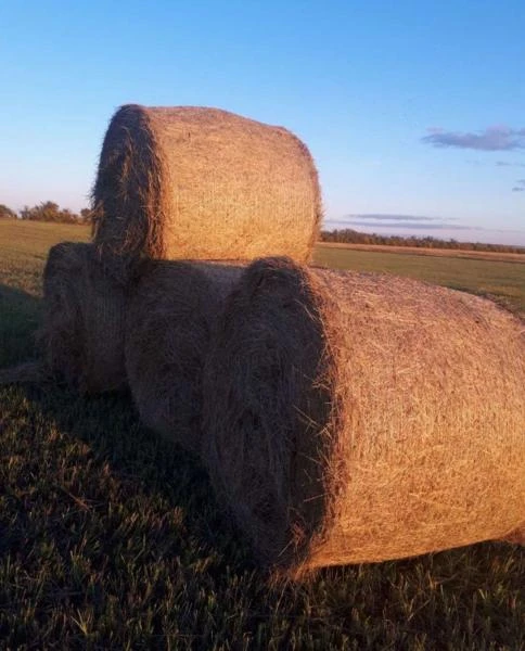 Фото СЕНО В РУЛОНАХ