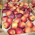 Фото №4 Яблоки от товарного производства