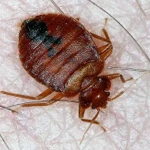 Фото №2 Уничтожение насекомых