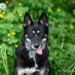 Фото №6 Овчарка в дар