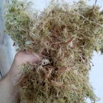Мох сфагнум 