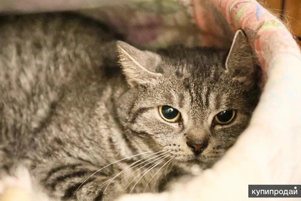 Фото Миледи - метис британской кошечки, ищет дом.