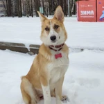 Фото №2 Милая, трогательная собака Лиза в добрые руки