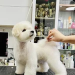 Фото №6 Щенки Бишон Фризе.