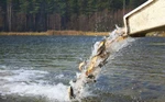 фото Зарыбление водоёмов