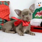 Фото №3 Чихуахуа щенки лиловые и шоколадные Москва