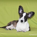 Фото №2 Вельш корги Кардиган - девочка