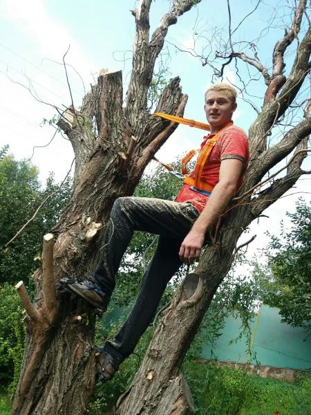 Фото Спил деревьев