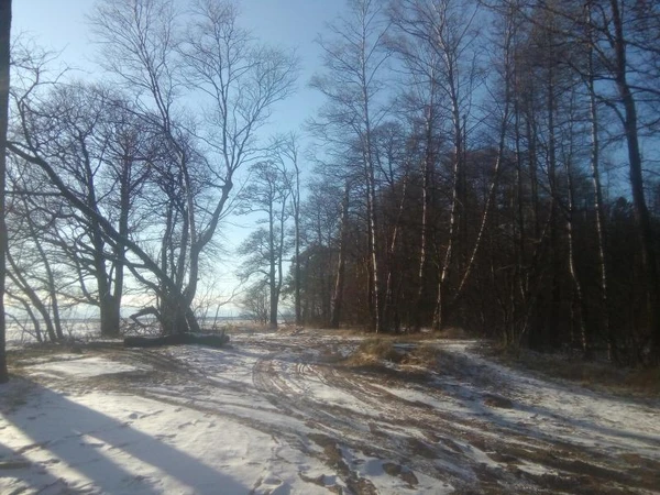 Фото ПРОШЛО 2 ГОДА. Спил деревьев - КОМАРОВО. (Зеленогорск) 