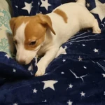 Фото №3 Продам щенка девочка джек рассел